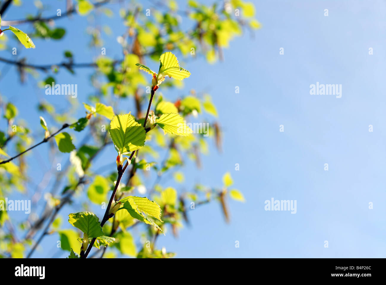 Arrière-plan avec des branches de bouleau au printemps et ciel bleu Banque D'Images
