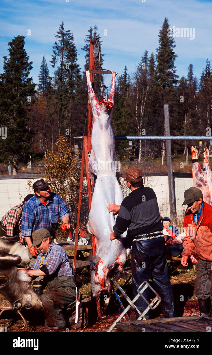 Sami à l'abattage des rennes dans le nord de la Suède Banque D'Images