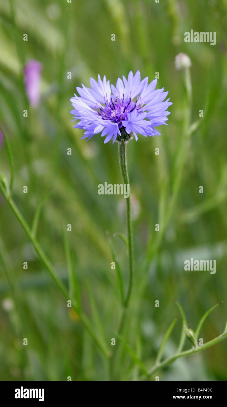 Bleuet, Centaurea cyanus, Asteraceae Banque D'Images