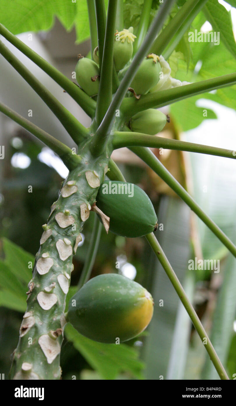 La papaye, la papaye ou arbre de Melon, papaye Carica, Caricaceae Banque D'Images