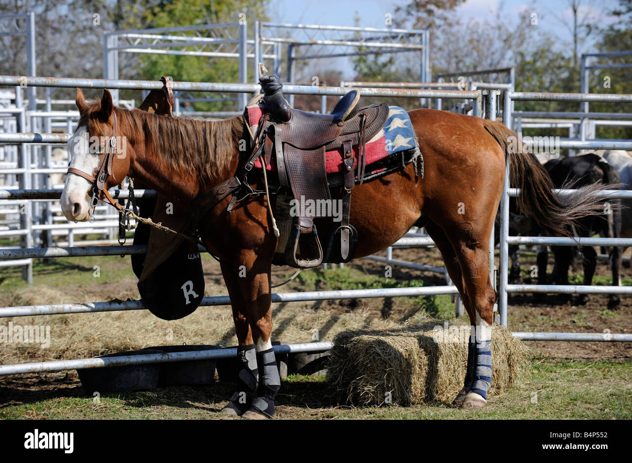 Cheval avec selle Banque D'Images