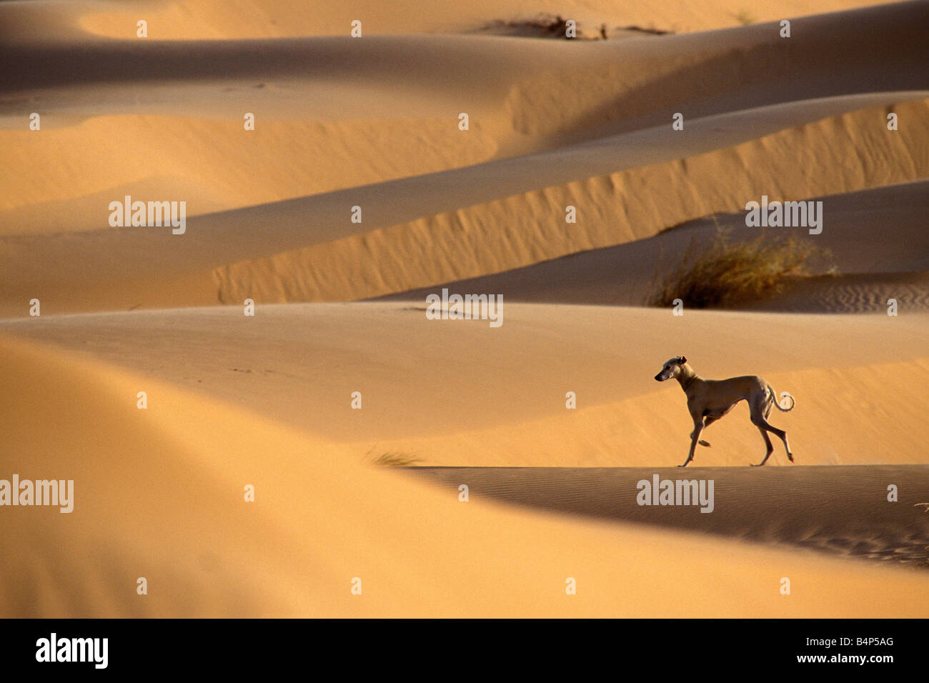 L'Algérie Touggourt Greyhound Local sur dune de sable nom Local Slougi désert du Sahara Banque D'Images