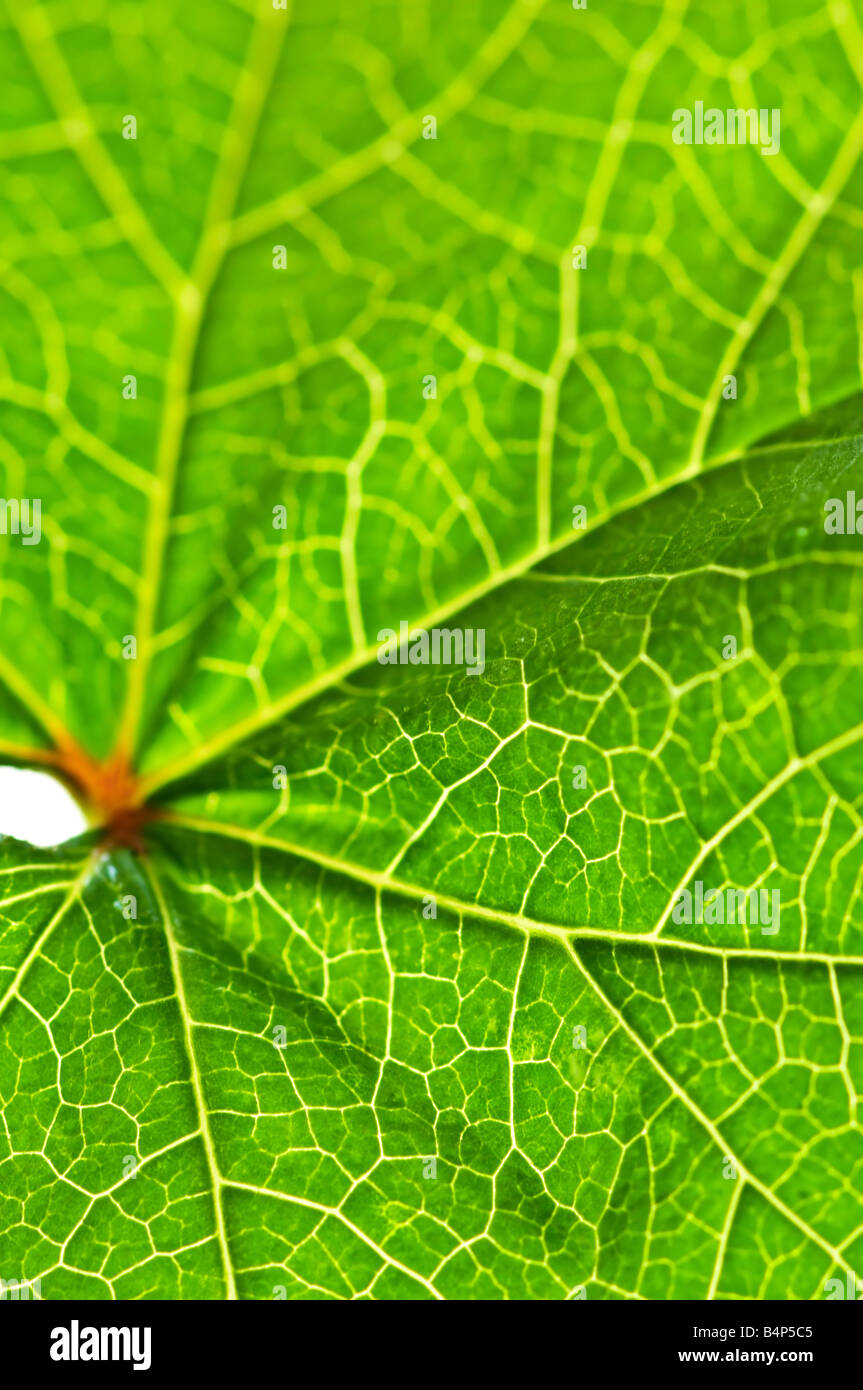 Texture de la feuille verte close up comme arrière-plan naturel Banque D'Images