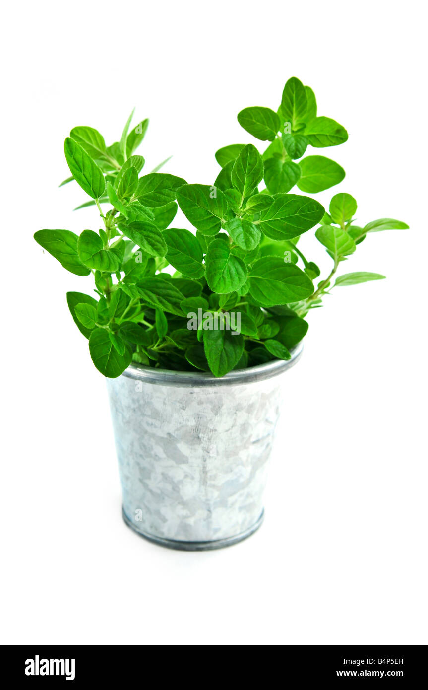 Photo de stock plante d'origan d'en-haut, isolée sur blanc 27435595