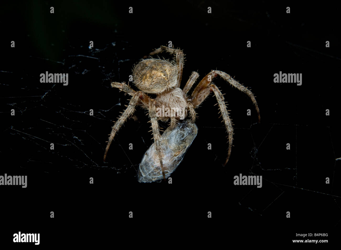 Jardin Orb Weaver spider rétractable ses proies la nuit Banque D'Images