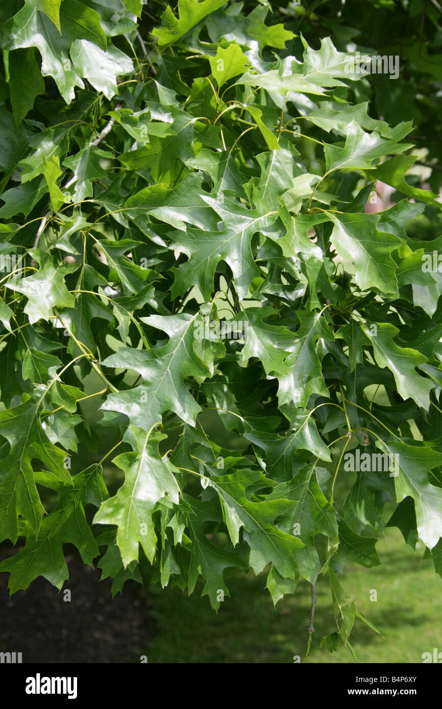 Le Chêne de Shumard Quercus shumardii, Fagaceae, Est et Nord, USA Banque D'Images