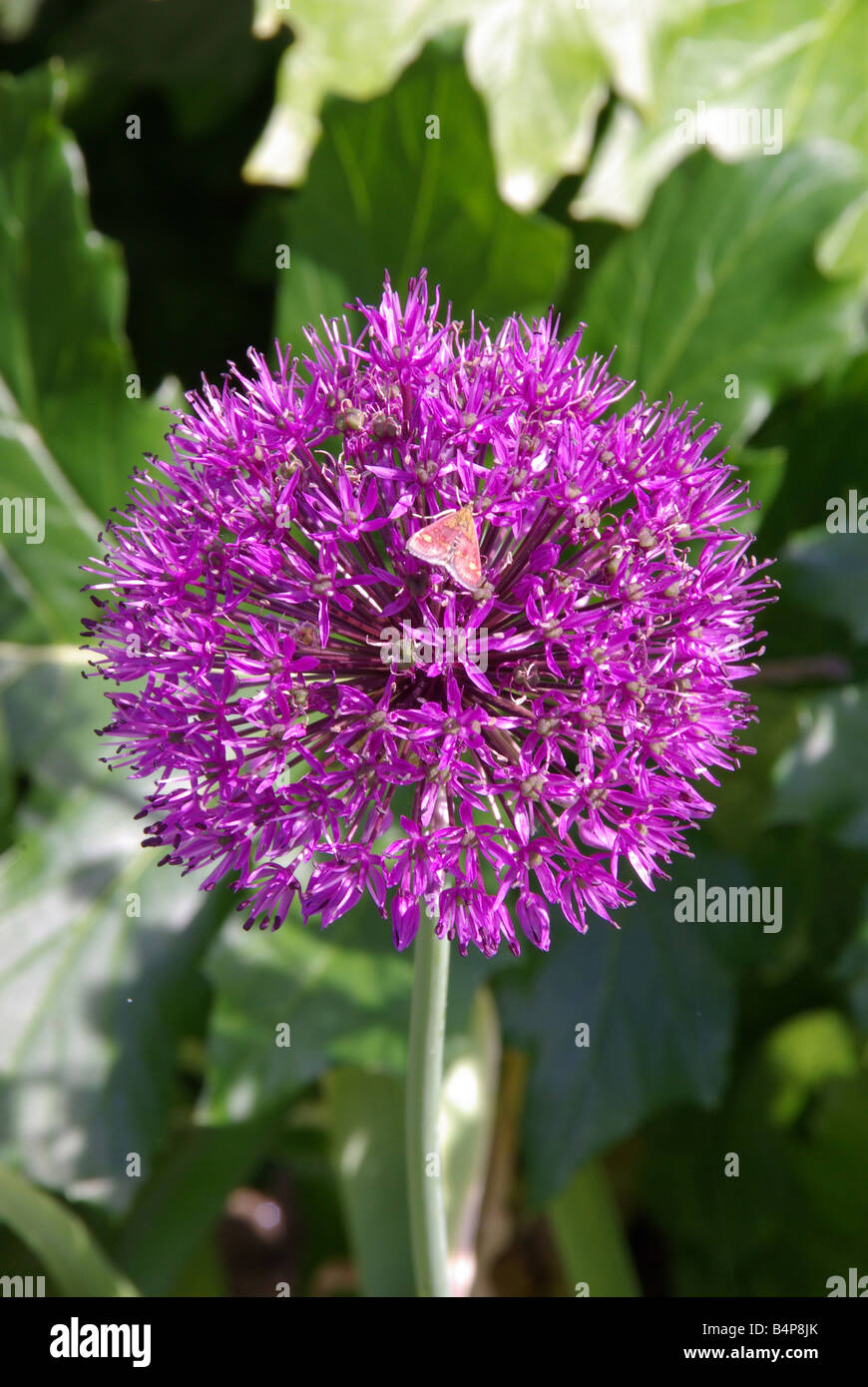 Fleur d'Allium tête avec petit papillon Banque D'Images