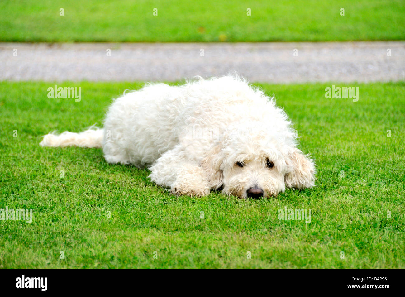 Goldendoodle blanche chien assis se trouvant à l'extérieur sur l'herbe Banque D'Images