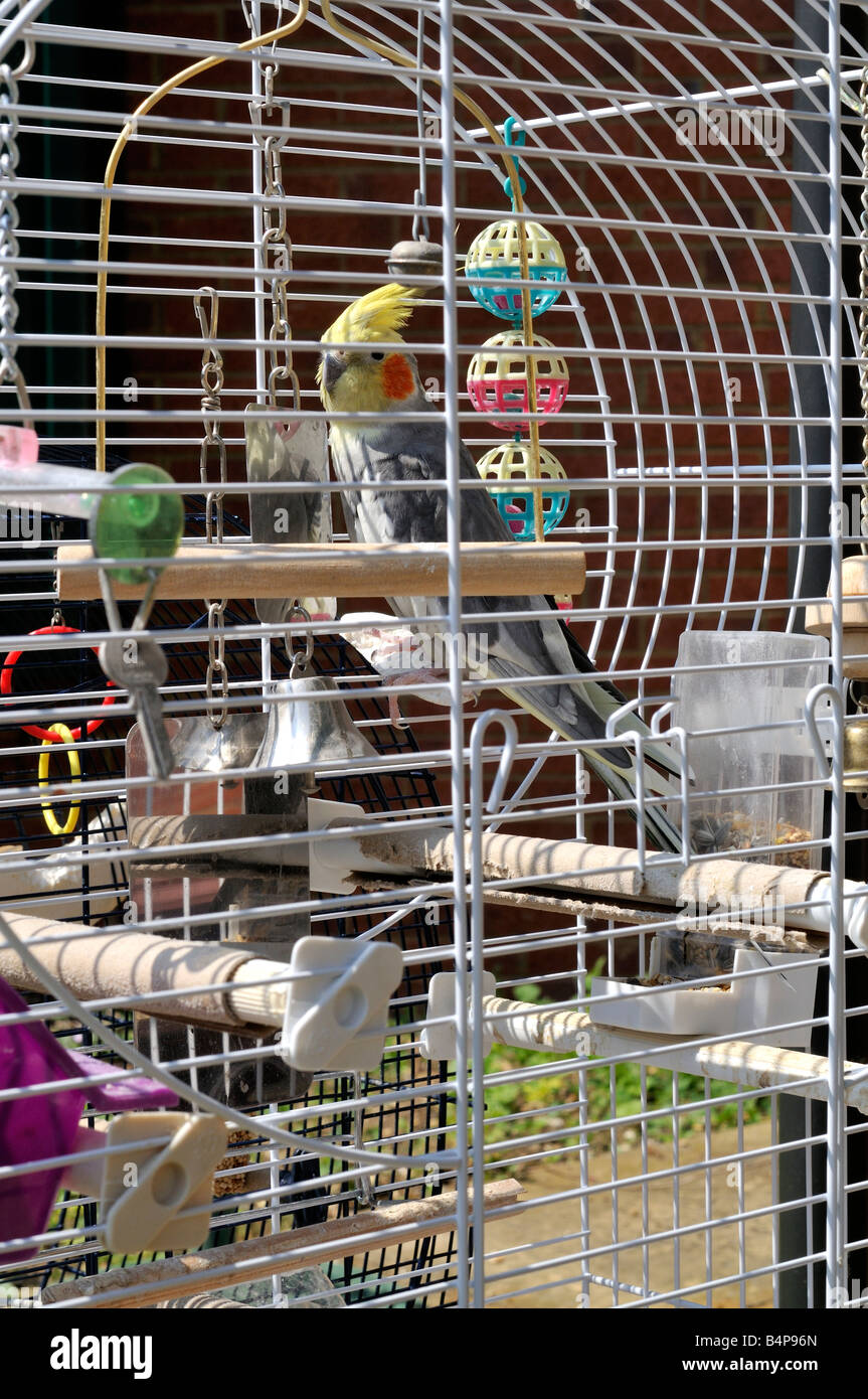 Cockatiel dans une cage Banque D'Images