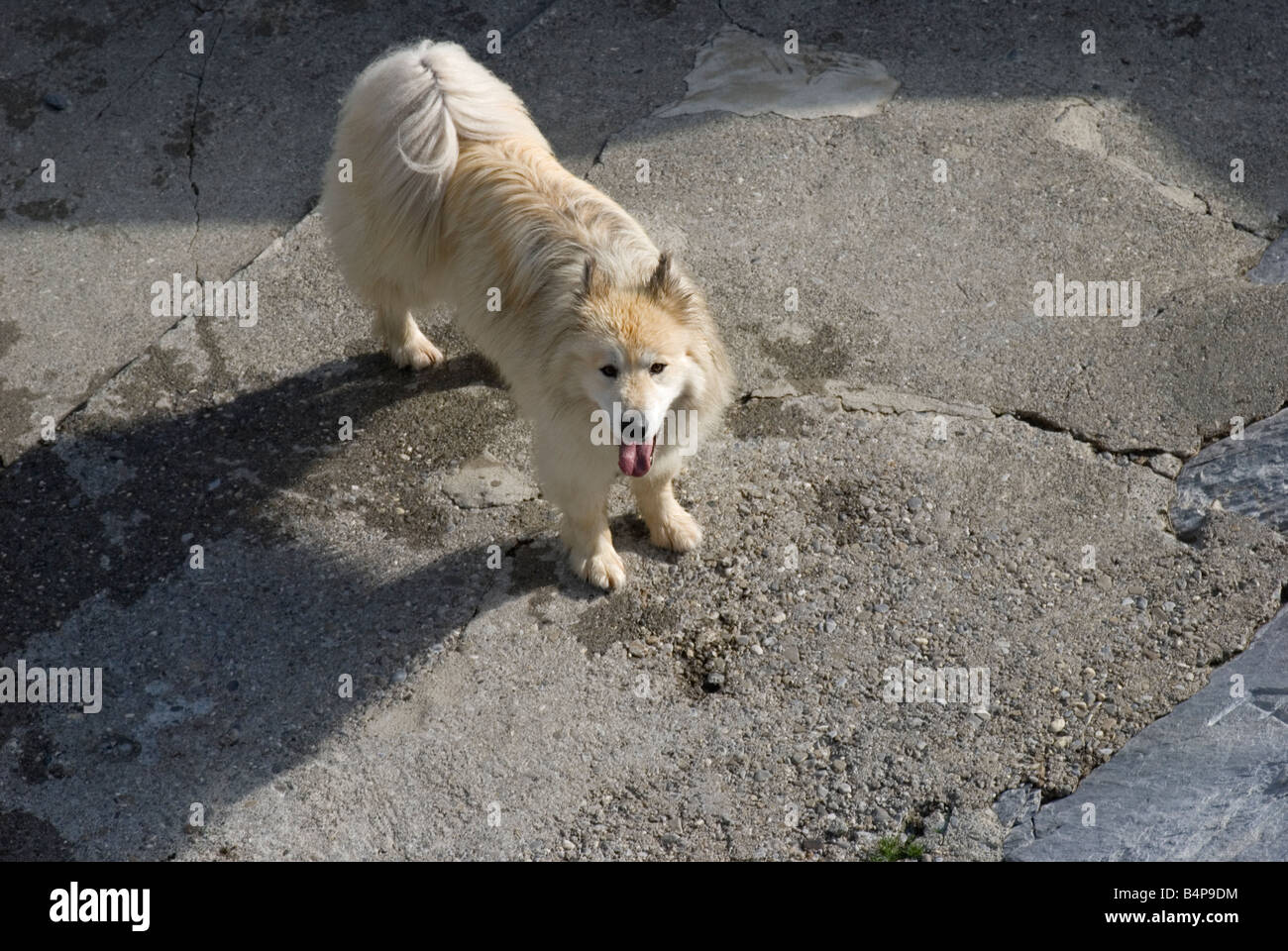 Groenland chien à l'élevage de chiens eigergletscher suisse Banque D'Images