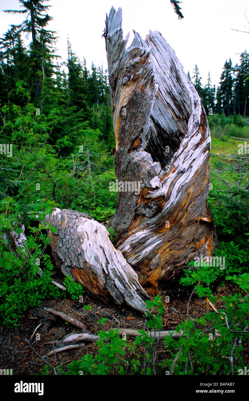 Souche d'arbre, le mont Baker, Washington State, USA, Amérique du Nord nature land vista monde naturel rocks paysage rocheux Banque D'Images