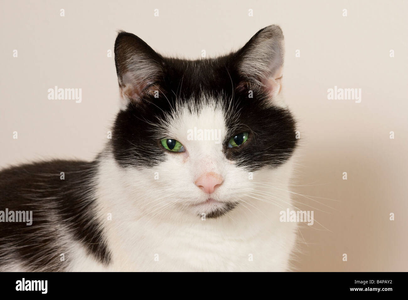 Portrait d'un noir et blanc poil court chat (Felis catus) avec des yeux vert émeraude Banque D'Images