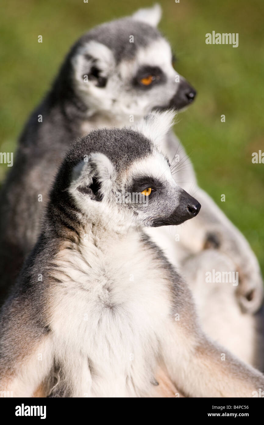 Les lémuriens à queue anneau Lemur catta Banque D'Images