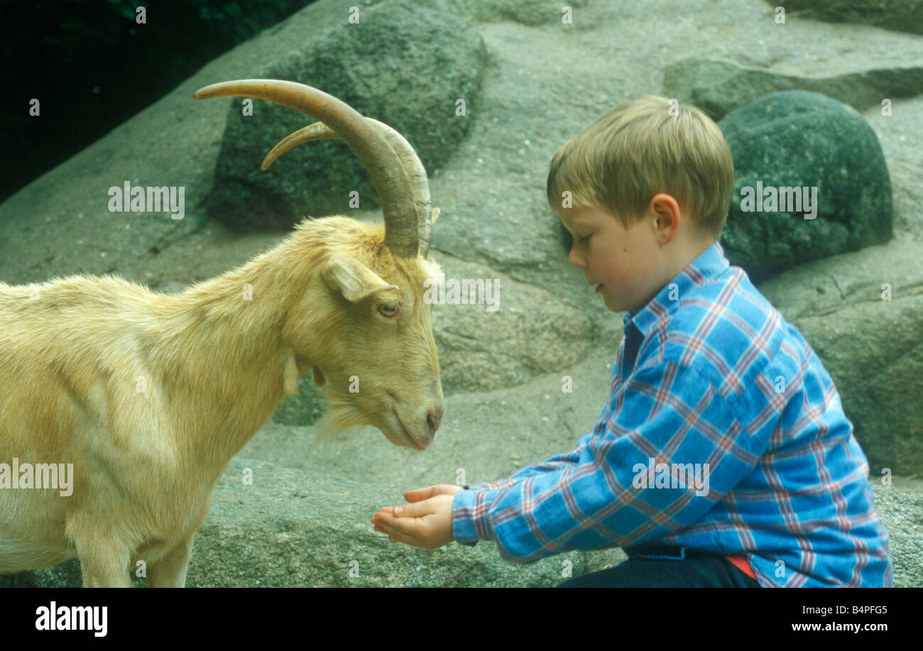 Portrait d'un petit garçon, nourrir une chèvre à un zoo pour enfants Banque D'Images