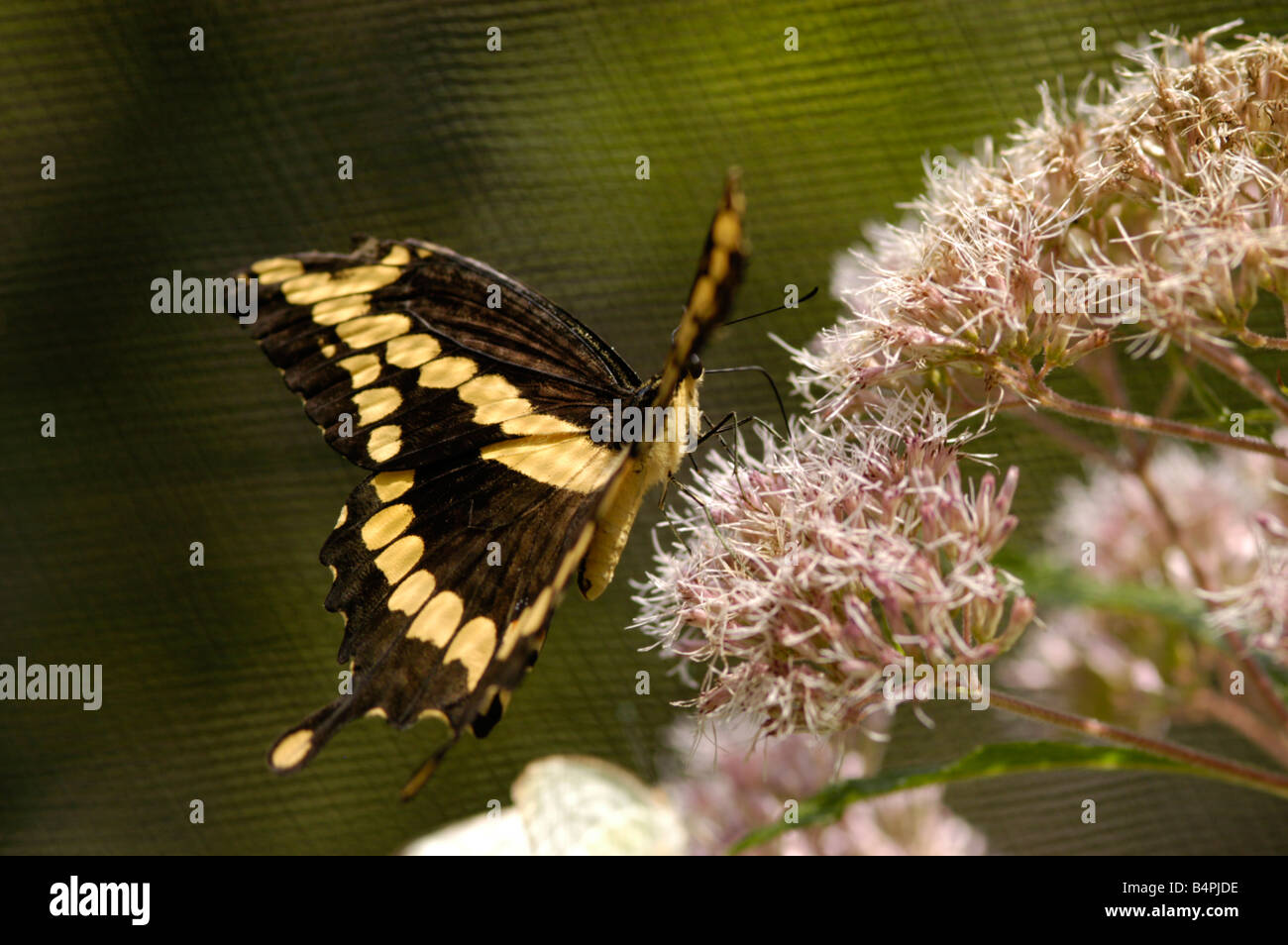 Grand porte-queue Papilio cresphontes Banque D'Images