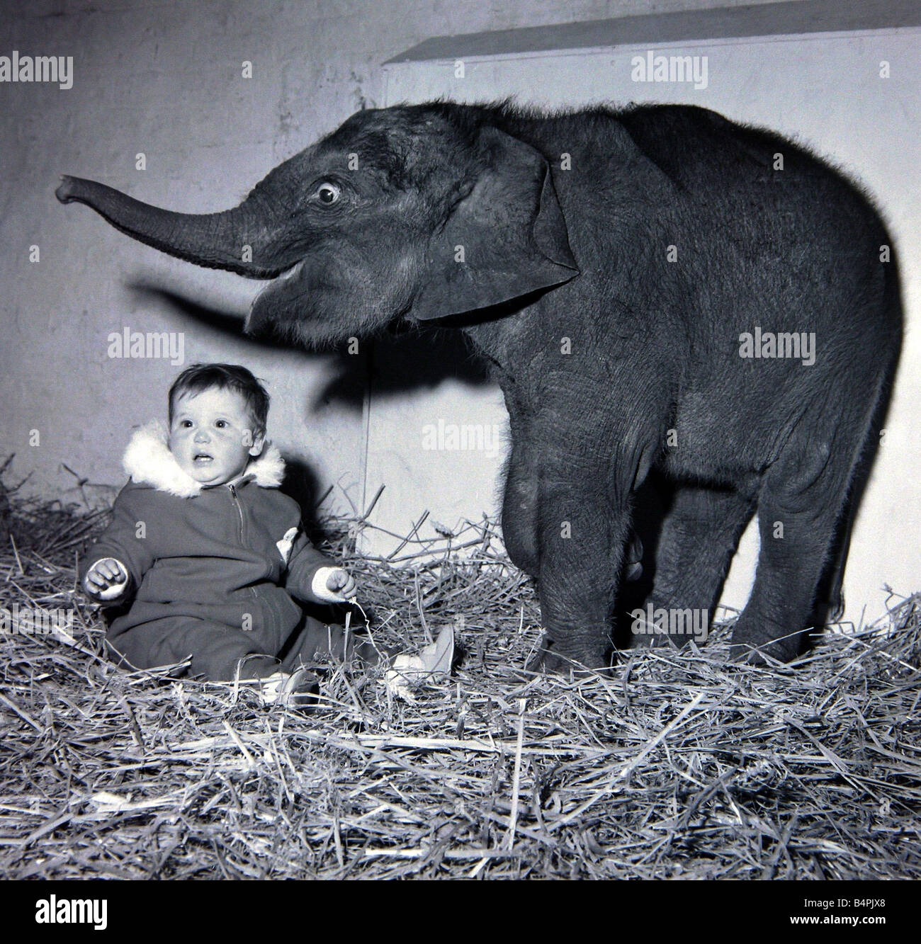 Animals Elephants Children Childhood Babies Cute Funny Humour 1960s Banque D Image Et Photos Alamy