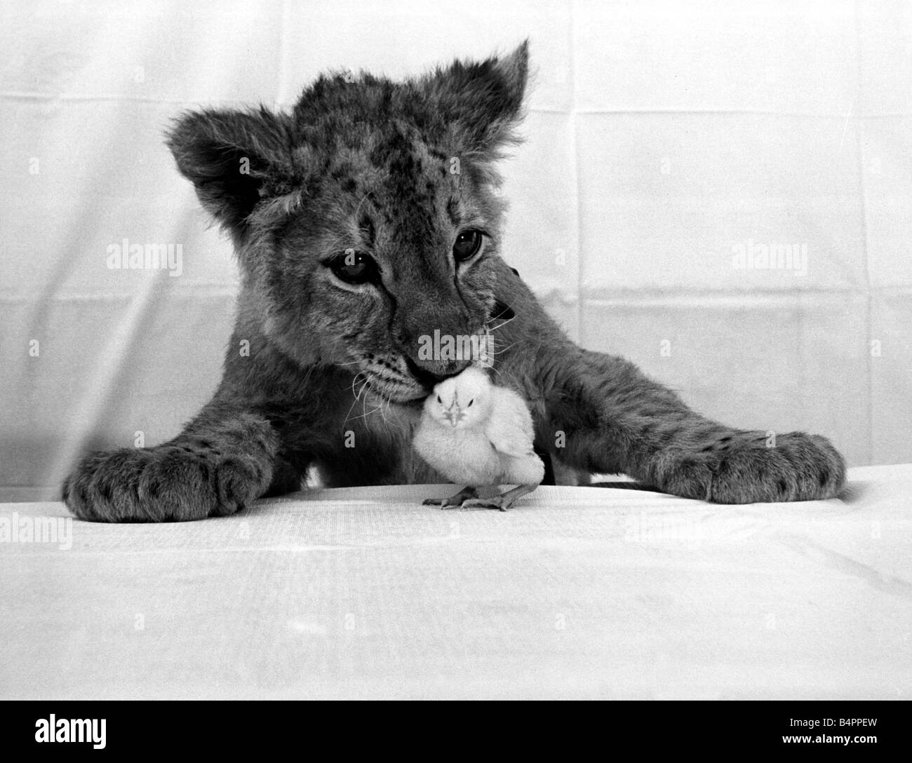 Jimmy le lion cub et son peu de fluff Charlie le poussin Windsor Safari Park dans le Berkshire Mai 1973 Banque D'Images Jimmy le lion cub et son peu de fluff Charlie le poussin Windsor Safari Park dans le Berkshire Mai 1973 Banque D'Images