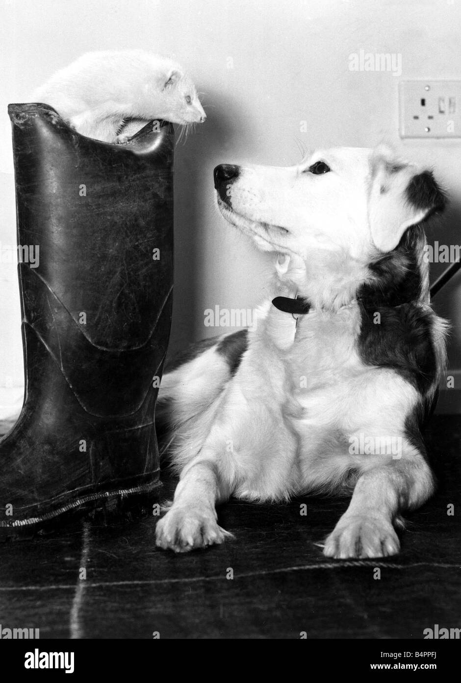 Mildred la sympathique ferret fait face à son amie Cindy au domicile de la famille Gilbert au Criydon Monsieur Gilbert a perdu l'usage de sa botte depuis Mildred mis en place il y a d'entretien ménager léger Mai 1977 Banque D'Images