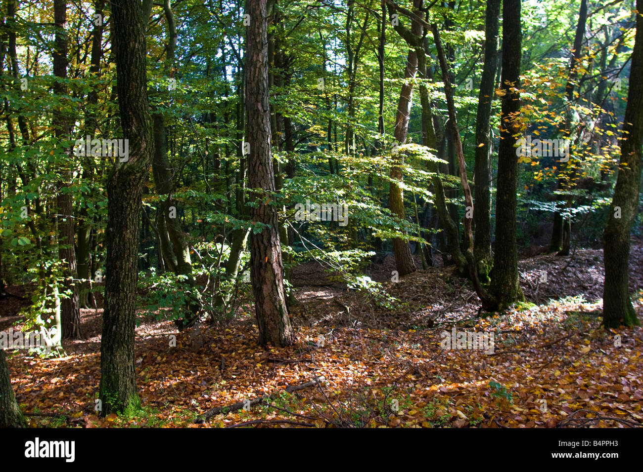 Dans Paysage près de Bergisches Land, Allemagne Windeck Banque D'Images