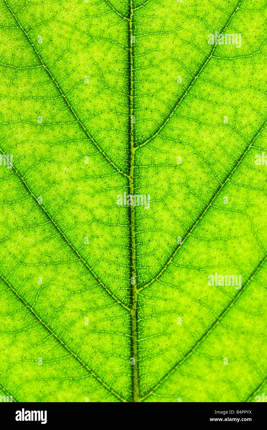 Texture de la feuille verte close up comme arrière-plan naturel Banque D'Images