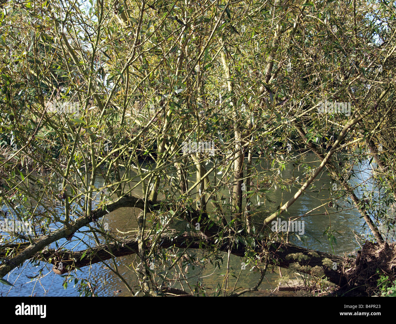 Willow Tree sur la rivière Great Ouse. Banque D'Images