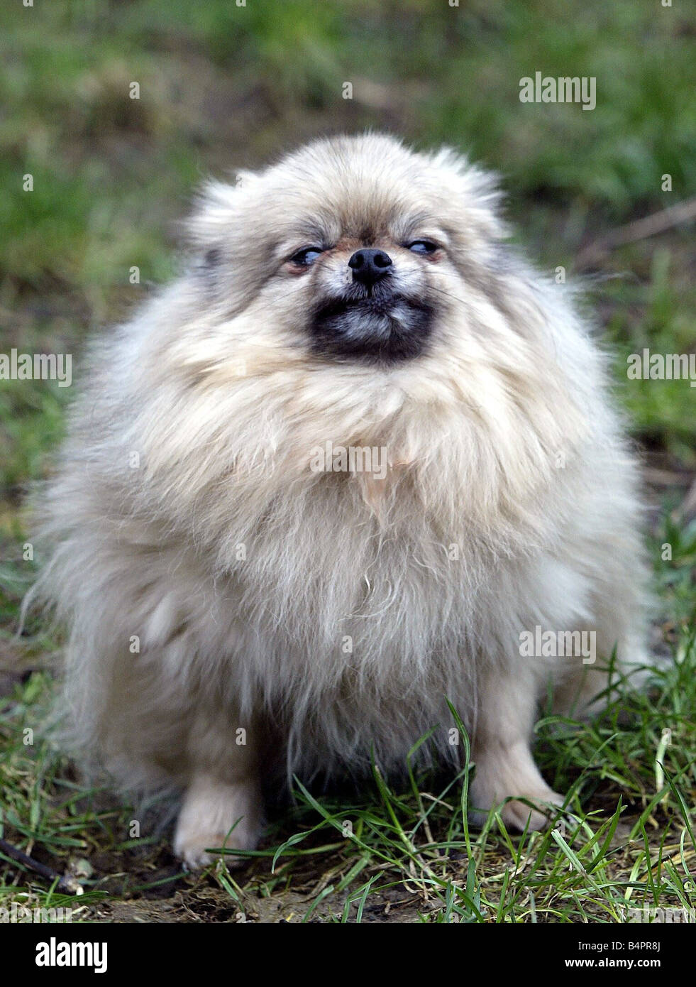 Humour De Chien Banque De Photographies Et D Images A Haute Resolution Alamy Humour De Chien Banque De Photographies Et D Images A Haute Resolution Alamy