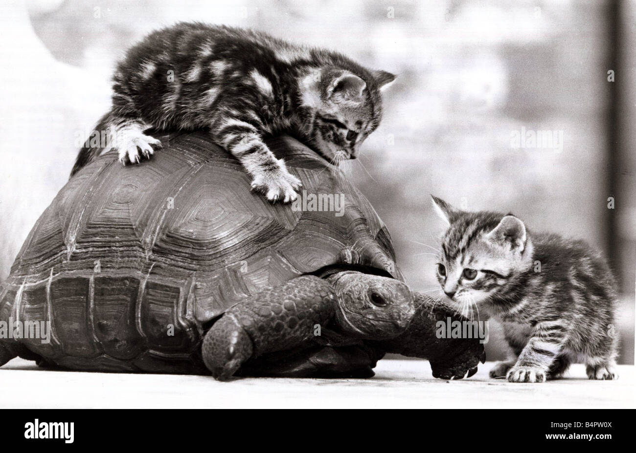 Deux jeunes chatons jouant de tortues géantes 1983 Mirrorpix amphibian cat animal animaux humour drôle des années 80 Banque D'Images