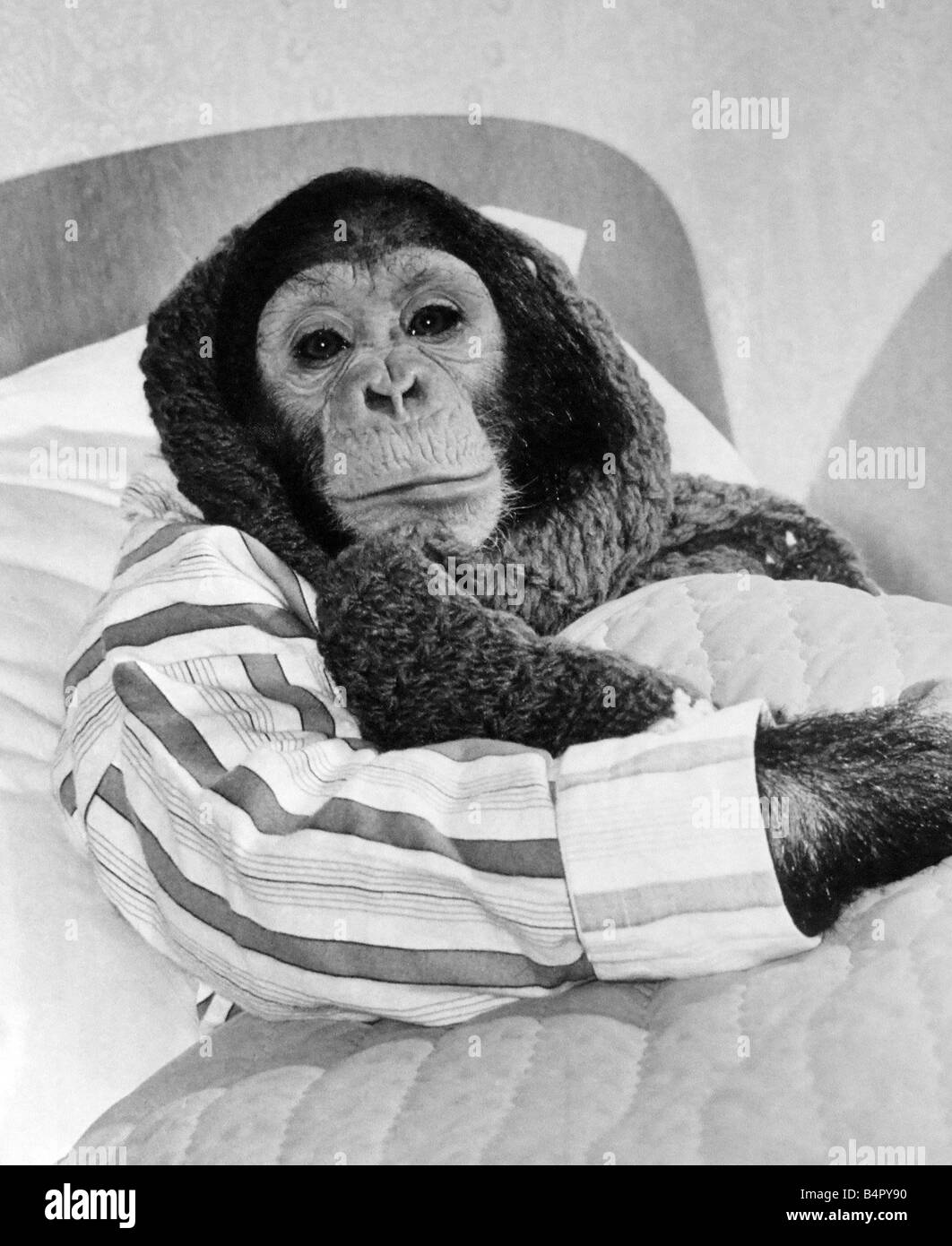 Quatre ans, Jill le chimpanzé est sous le temps qu'elle s couché remonté au lit à le zoo de Twycross avec une écharpe en tricot Janvier 1980 Banque D'Images