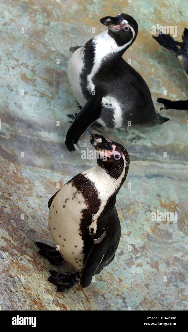 Le zoo de Dudley pingouins à rester au frais dans la chaleur de l'été 2008 Banque D'Images