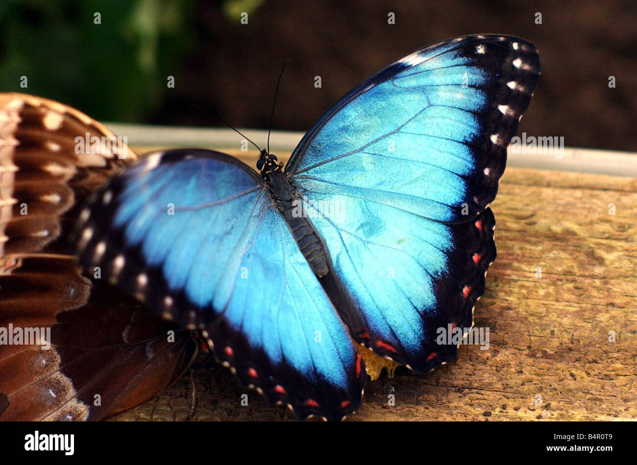 Le blue morpho butterfly à l'uopn Avon Stratford Butterfly Farm ce beau bleu en haut de l'aile de l'insecte qui s'il s'appelle à distinguer de tous les autres morphos bleu Banque D'Images