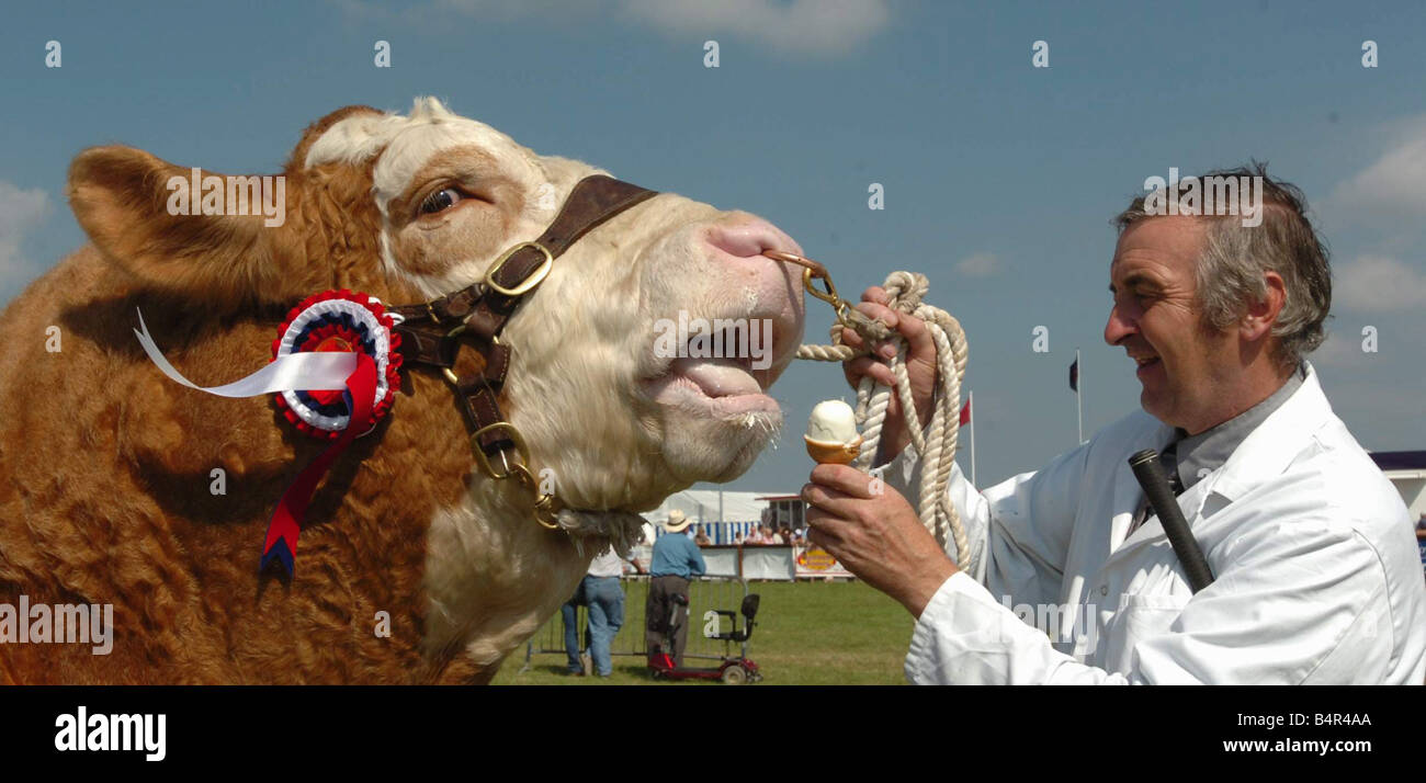 Le Comté de Pembrokeshire Meirion Jones Show de Pantirefan Llanfrynydd ferme partage sa crème glacée avec un Sundail Lewis qui était le Simmental Beef Supreme Champion au show Banque D'Images