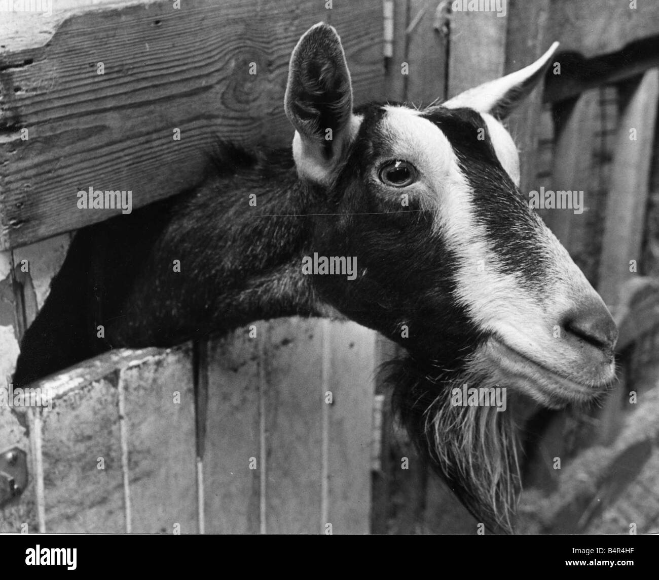 Avec chèvre il s head qui sort d'une clôture 29 mars 1990 Banque D'Images