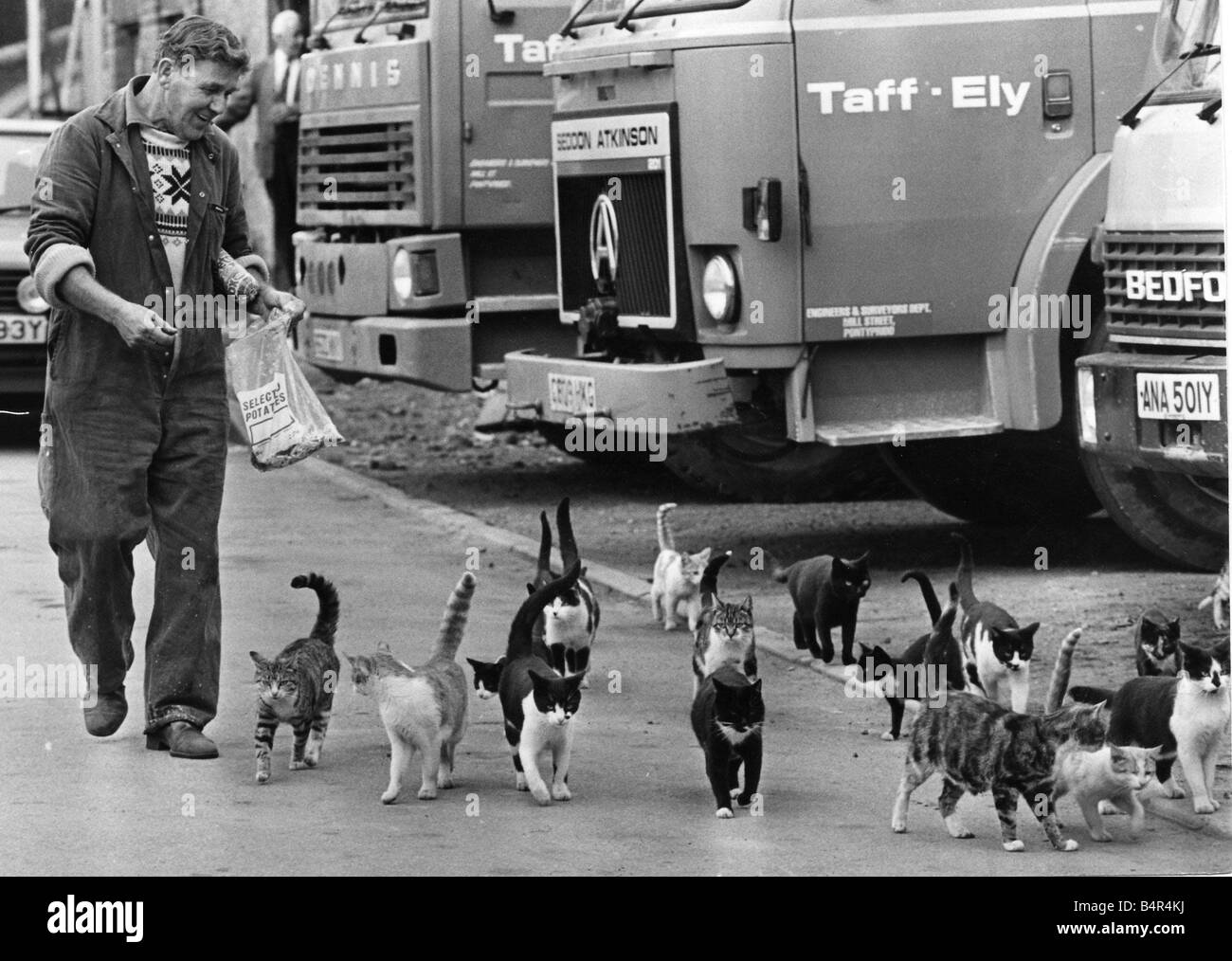 Meute De Chats Banque D Images Noir Et Blanc Alamy