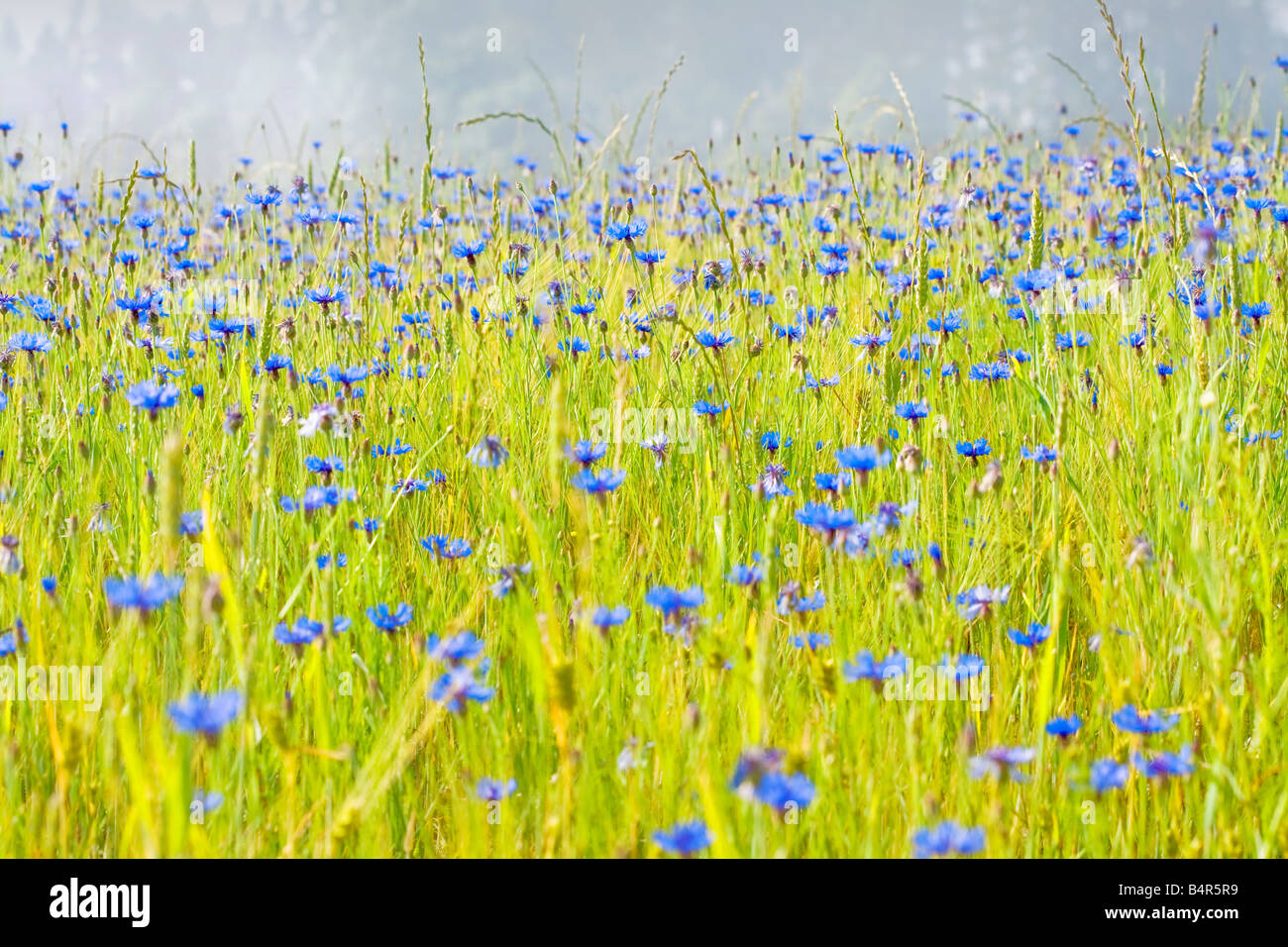 Champ de fleurs sauvages Banque D'Images