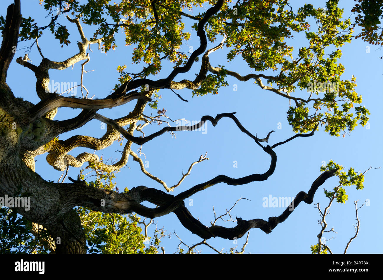 La torsion des branches d'un arbre dans la New Forest, Hampshire Banque D'Images