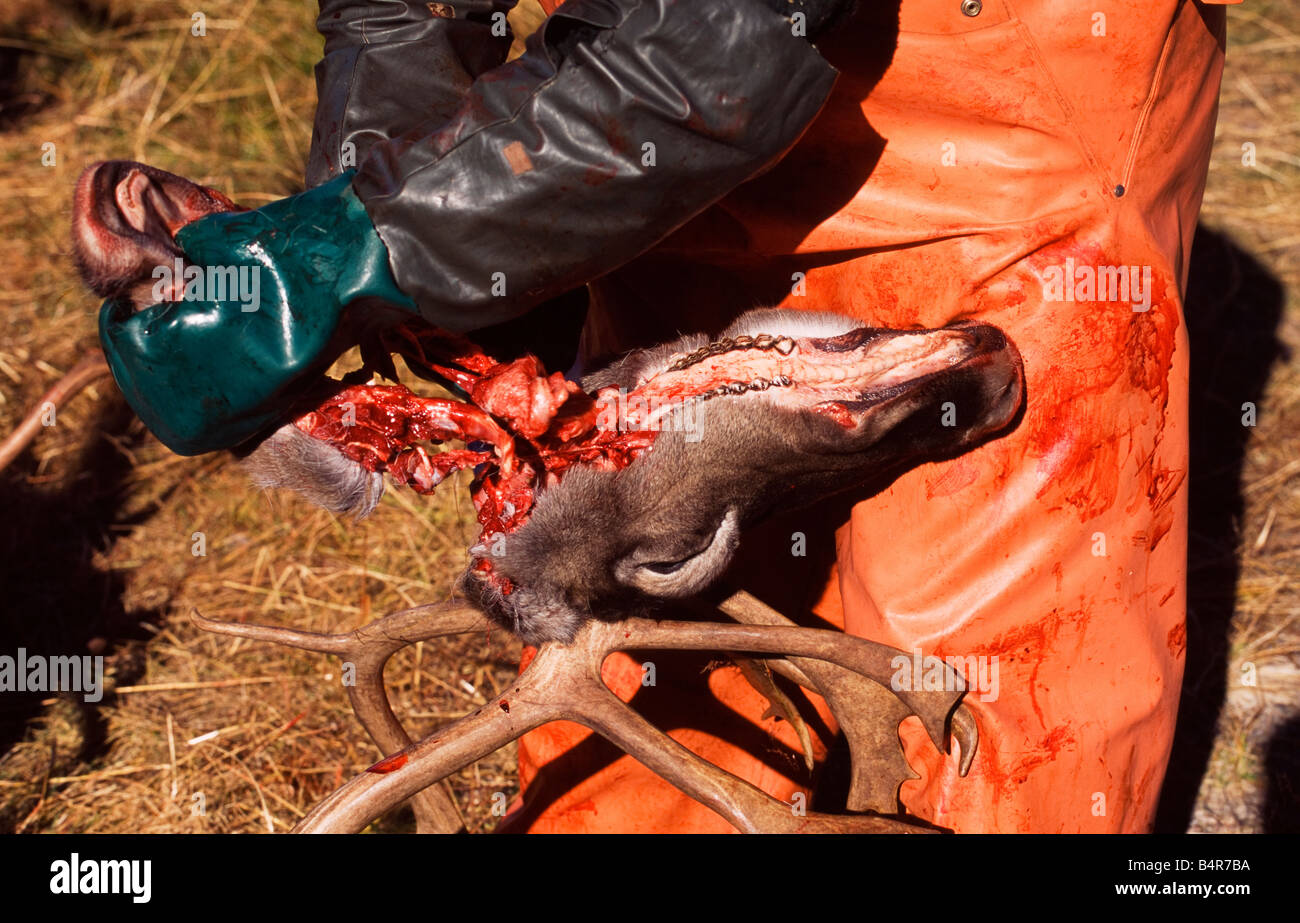 L'abattage des rennes dans le nord de la Suède Banque D'Images