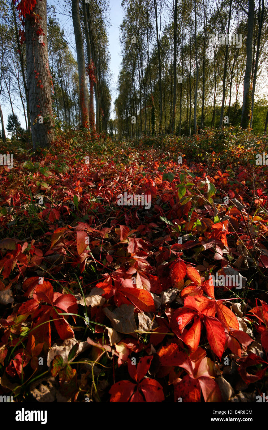 Les lignes d'arbres et de lierre feuilles rouges sur le terrain. Banque D'Images
