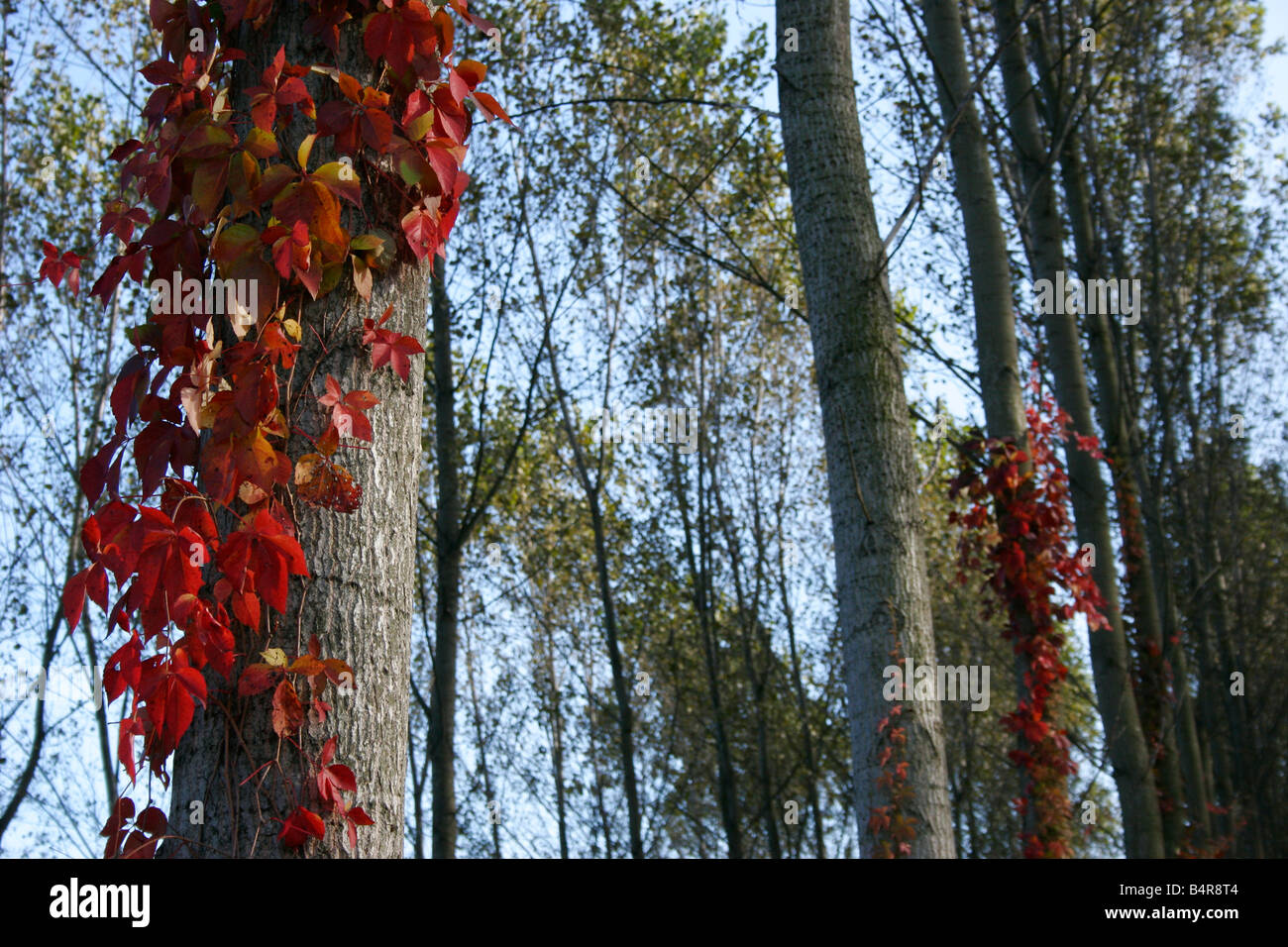 Rangée d'arbres et de lierre feuilles rouges. Banque D'Images