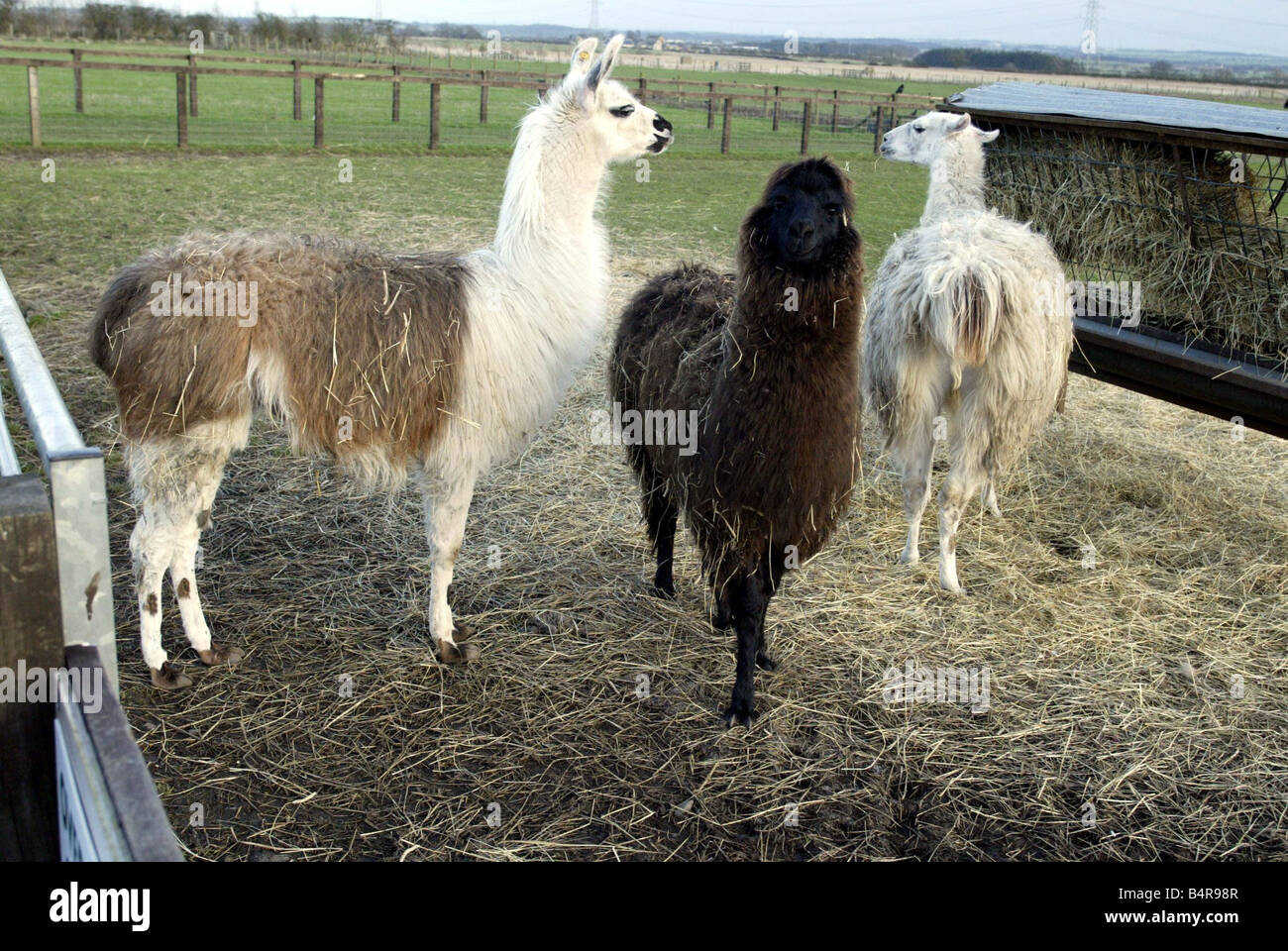 Llama au Whitehouse Farm Centre près de Stannington 12 02 04 Banque D'Images Llama au Whitehouse Farm Centre près de Stannington 12 02 04 Banque D'Images