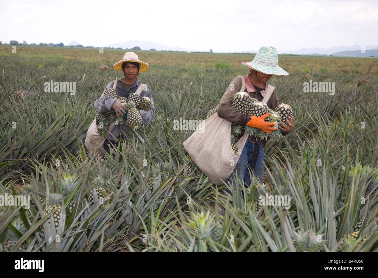 Travailleurs asiatiques; ananas cultivés par de petits producteurs qui vendent leur récolte à une usine de transformation. Ouvriers cueillant des ananas Petchaburi Thaïlande Banque D'Images