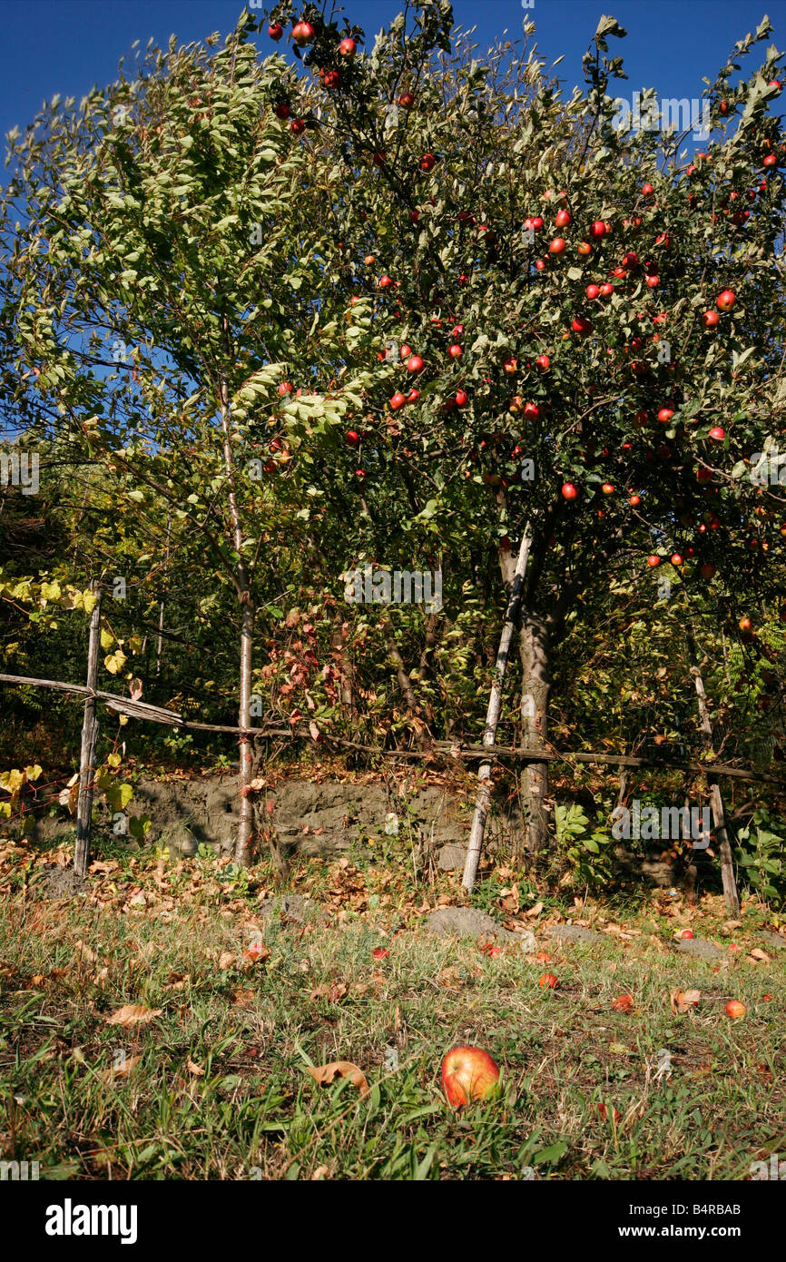 Pommes sur l'arbre et sur le groupe dans la campagne italienne. Pinerolo, Turin, Italie. Banque D'Images