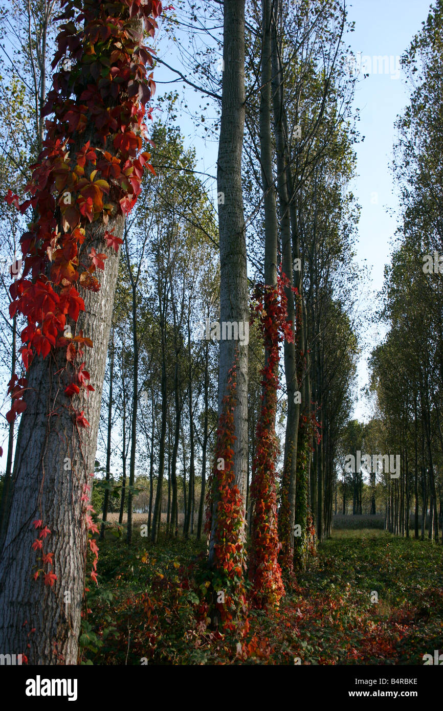 Rangée d'arbres et de lierre feuilles rouges. Banque D'Images