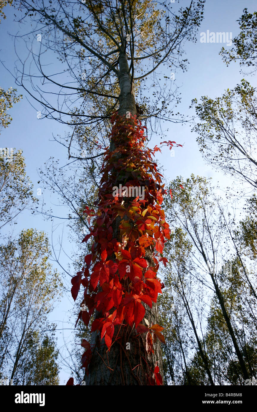 Les arbres et le lierre feuilles rouges. Banque D'Images