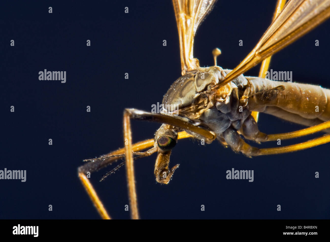 Le gnat cranefly insectes libre close up makro gnat cranefly fly macro tipule insecte, jambe tipule tipula Oleraceae Tipulidae Banque D'Images