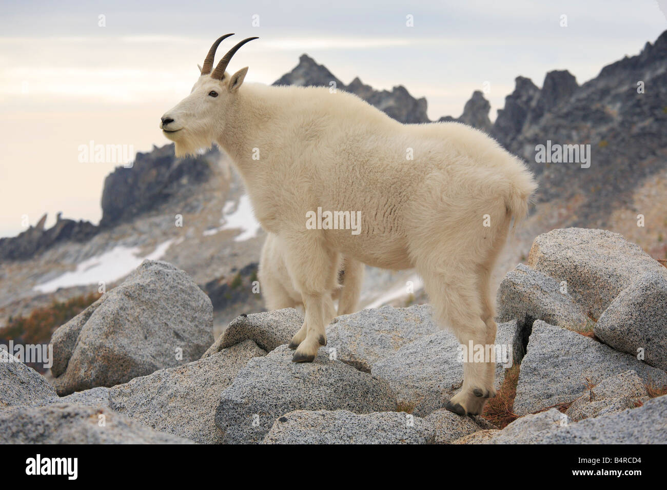 La chèvre de montagne dans l'Enchantement Lacs désert dans l'état de Washington Banque D'Images