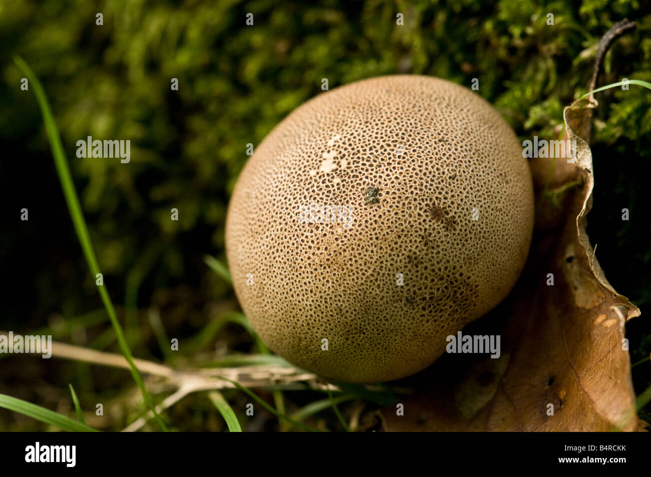 Champignons Earthball lisse sur un plancher de bois. Banque D'Images