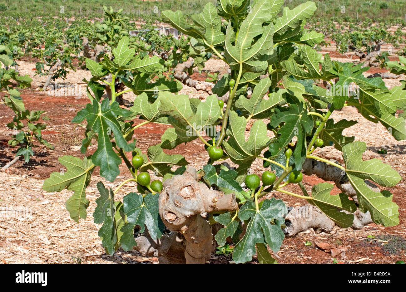Plantation de figuiers Banque D'Images