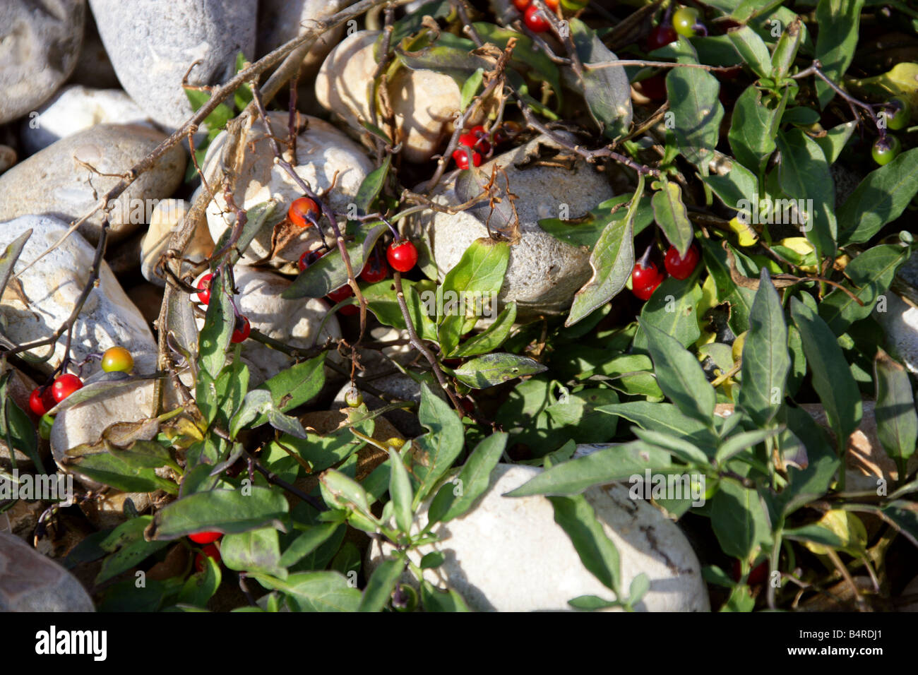 , Douce-amère Solanum dulcamara, Solanaceae, croissant sur les galets de la plage. Banque D'Images