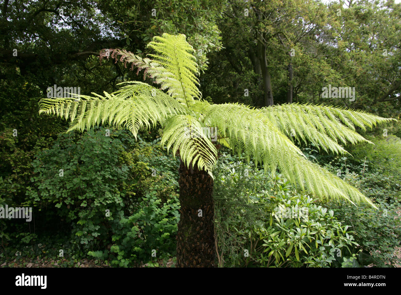 Poupe à arbre souple, pouf de l'homme ou pouf de l'arbre de Tasmanie, Dicksonia antarctique, Dicksoniaceae. Australie, à savoir Nouvelle-Galles du Sud, Tasmanie et Victoria. Banque D'Images