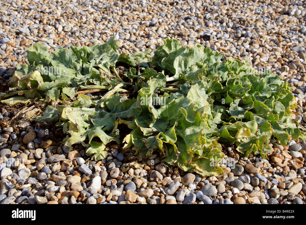 Sea kale Crambe maritima Crucifer crucifères en automne Banque D'Images